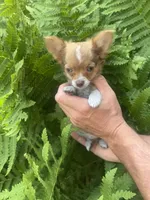 Saja, a male Chihuahua for sale in Brainerd, MN – 4 of 7