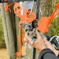 Zelda, a female Chihuahua for sale in Brainerd, MN – 2 of 5