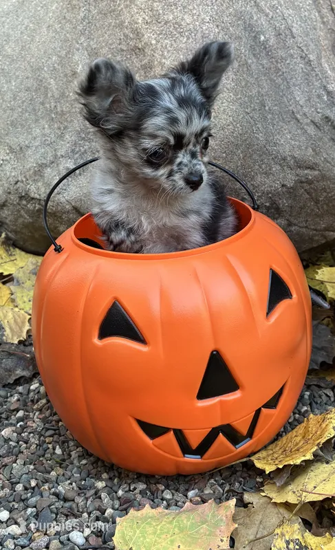 Zelda – Chihuahua puppy for sale in Brainerd, MN