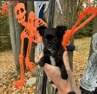 Raven, a female Chihuahua for sale in Brainerd, MN – 3 of 4