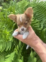 Saja, a male Chihuahua for sale in Brainerd, MN – 2 of 7