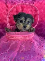 Licorice , a female Yorkshire Terrier and Morkie for sale in Brainerd, MN – Photo 6 of 6