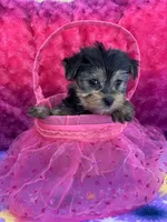 Licorice , a female Yorkshire Terrier and Morkie for sale in Brainerd, MN – Photo 4 of 6