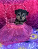 Licorice , a female Yorkshire Terrier and Morkie for sale in Brainerd, MN – Photo 3 of 6
