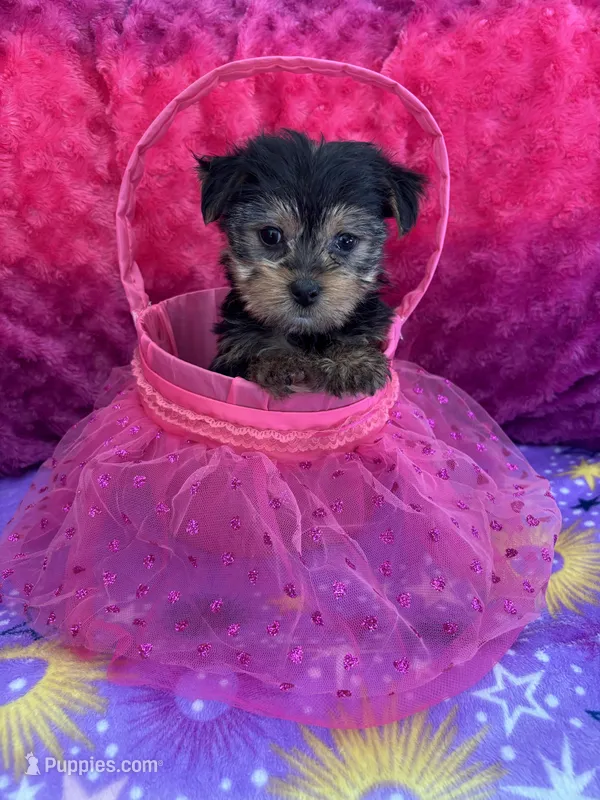 Licorice  – Yorkshire Terrier, Morkie puppy for sale in Brainerd, MN