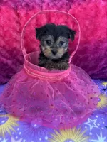 Licorice , a female Yorkshire Terrier and Morkie for sale in Brainerd, MN – Photo 1 of 6