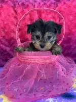 Licorice , a female Yorkshire Terrier and Morkie for sale in Brainerd, MN – Photo 5 of 6