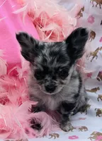 Zelda, a female Chihuahua for sale in Brainerd, MN – 4 of 5