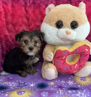 Taffy, a female Yorkshire Terrier and Morkie for sale in Brainerd, MN – Photo 2 of 4