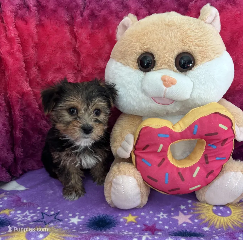 Taffy – Yorkshire Terrier, Morkie puppy for sale in Brainerd, MN