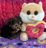 Taffy, a female Yorkshire Terrier and Morkie for sale in Brainerd, MN – Photo 3 of 4