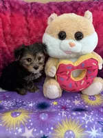 Taffy, a female Yorkshire Terrier and Morkie for sale in Brainerd, MN – Photo 4 of 4