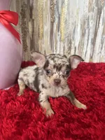 Taki, a male Chihuahua for sale in Brainerd, MN – Photo 2 of 7