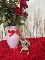 Taki, a male Chihuahua for sale in Brainerd, MN – Photo 6 of 7