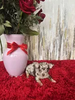 Taki, a male Chihuahua for sale in Brainerd, MN – Photo 7 of 7