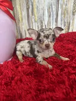 Taki, a male Chihuahua for sale in Brainerd, MN – Photo 3 of 7