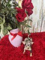 Taki, a male Chihuahua for sale in Brainerd, MN – Photo 4 of 7