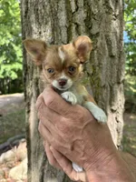 Saja, a male Chihuahua for sale in Brainerd, MN – 5 of 5