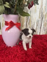 Wren, a female Chihuahua for sale in Brainerd, MN – Photo 4 of 7