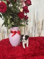 Wren, a female Chihuahua for sale in Brainerd, MN – Photo 6 of 7