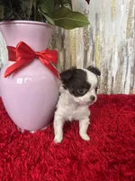 Wren, a female Chihuahua for sale in Brainerd, MN – Photo 3 of 7