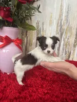 Wren, a female Chihuahua for sale in Brainerd, MN – Photo 7 of 7