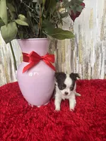 Wren, a female Chihuahua for sale in Brainerd, MN – Photo 5 of 7