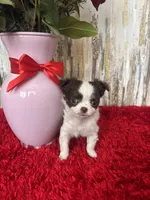 Wren, a female Chihuahua for sale in Brainerd, MN – Photo 2 of 7