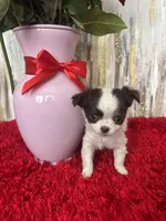 Wren, a female Chihuahua for sale in Brainerd, MN – Photo 1 of 7