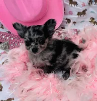 Zelda, a female Chihuahua for sale in Brainerd, MN – 5 of 5