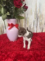 Zane, a male Chihuahua for sale in Brainerd, MN – Photo 5 of 6