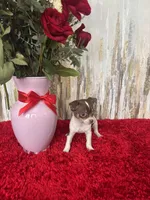 Zane, a male Chihuahua for sale in Brainerd, MN – Photo 6 of 6