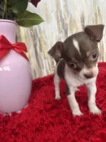 Zane, a male Chihuahua for sale in Brainerd, MN – Photo 3 of 6