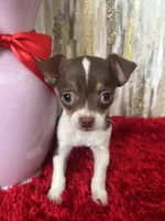 Zane, a male Chihuahua for sale in Brainerd, MN – Photo 1 of 6