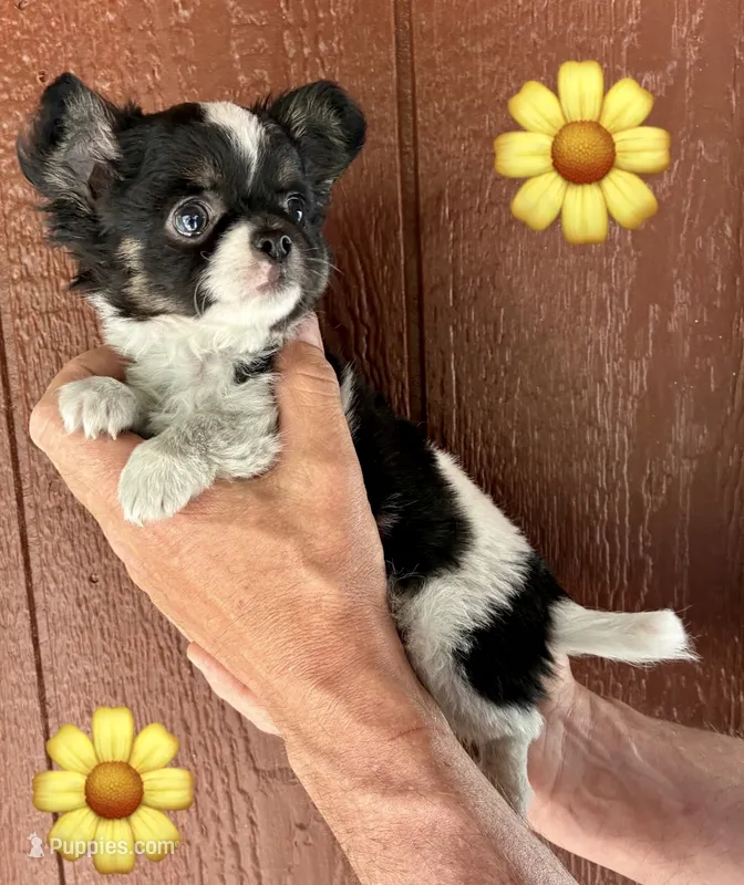 Buddy – Chihuahua puppy for sale in Brainerd, MN