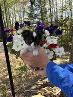 Buddy, a male Chihuahua for sale in Brainerd, MN – 2 of 2