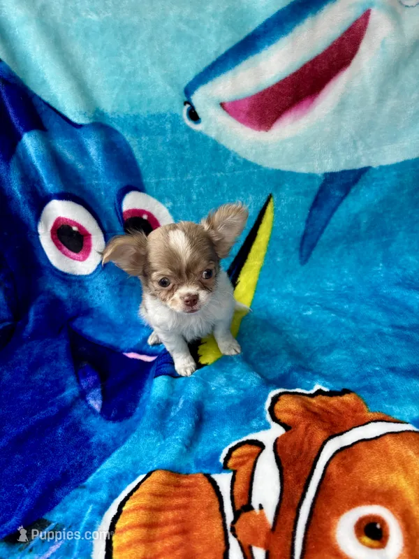Romance – Chihuahua puppy for sale in Brainerd, MN