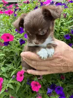 Nugget, a male Chihuahua for sale in Brainerd, MN – 2 of 3