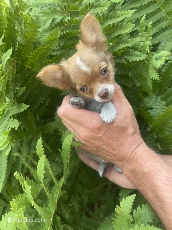 Saja – Chihuahua puppy for sale in Brainerd, MN