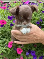 Nugget, a male Chihuahua for sale in Brainerd, MN – 3 of 3