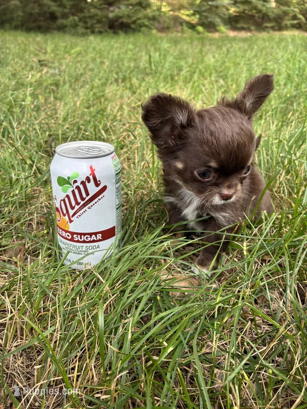 Tiny Freya – Chihuahua puppy for sale in Brainerd, MN