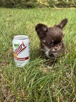 Tiny Freya, a female Chihuahua for sale in Brainerd, MN – 1 of 1