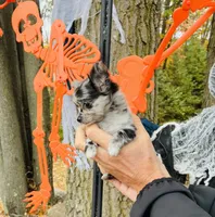 Zelda, a female Chihuahua for sale in Brainerd, MN – 3 of 5