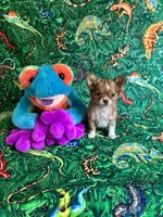Saja, a male Chihuahua for sale in Brainerd, MN – 3 of 5