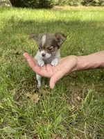 Romance, a male Chihuahua for sale in Brainerd, MN – 3 of 4