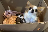 Saja, a male Chihuahua for sale in Brainerd, MN – 6 of 7