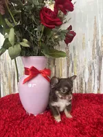 Finn, a male Chihuahua for sale in Brainerd, MN – Photo 2 of 4