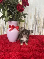 Finn, a male Chihuahua for sale in Brainerd, MN – Photo 4 of 4