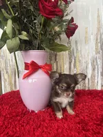 Finn, a male Chihuahua for sale in Brainerd, MN – Photo 3 of 4