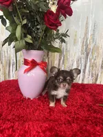 Finn, a male Chihuahua for sale in Brainerd, MN – Photo 1 of 4